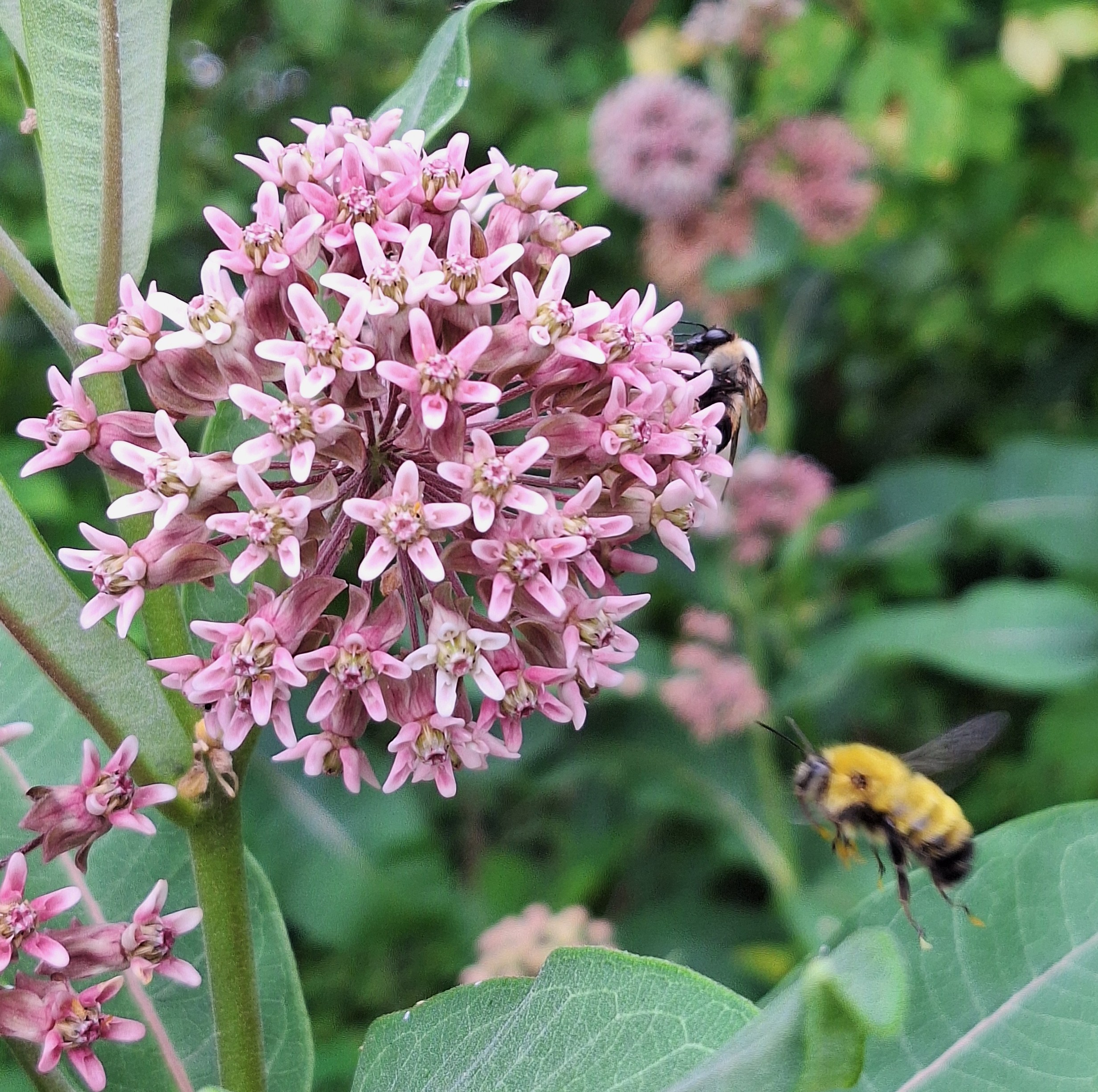 Light pink flowers with many small blooms and a bee nearby.
